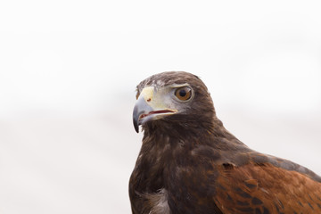 Harris's hawk latin name Parabuteo unicinctus a bird of prey native to the Americas from the southwestern United States south to Chile, Argentina and Brazil