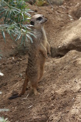 Fototapeta premium Zoo