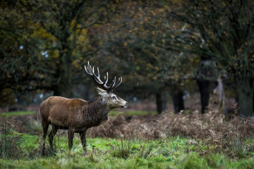 Red Deer in Richmond Park, London. This free to enter park is a national nature reserve with around 600 red and fallow deer that have roamed freely since 1637.