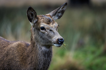 Red Deer in Richmond Park, London. This free to enter park is a national nature reserve with around 600 red and fallow deer that have roamed freely since 1637.