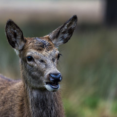 Red Deer in Richmond Park, London. This free to enter park is a national nature reserve with around 600 red and fallow deer that have roamed freely since 1637.