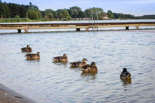Picture of group ducks mallard sitting on water next to wooden pier