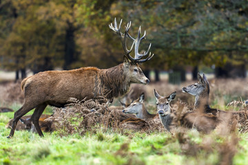 Red Deer in Richmond Park, London. This free to enter park is a national nature reserve with around 600 red and fallow deer that have roamed freely since 1637.
