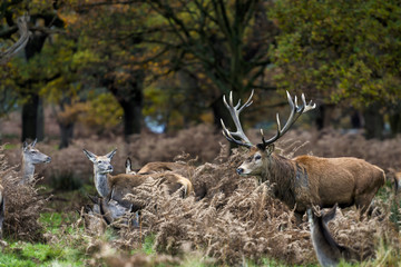 Red Deer in Richmond Park, London. This free to enter park is a national nature reserve with around 600 red and fallow deer that have roamed freely since 1637.
