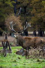 Red Deer in Richmond Park, London. This free to enter park is a national nature reserve with around 600 red and fallow deer that have roamed freely since 1637.
