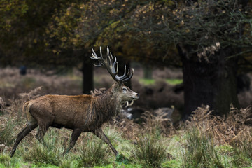 Red Deer in Richmond Park, London. This free to enter park is a national nature reserve with around 600 red and fallow deer that have roamed freely since 1637.