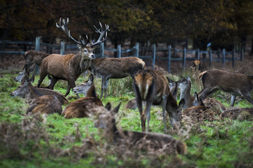 Red Deer in Richmond Park, London. This free to enter park is a national nature reserve with around 600 red and fallow deer that have roamed freely since 1637.