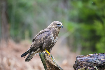 predator buzzard sits on a branch in search of food