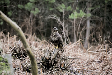 buzzard sits on a stump in an autumn forest