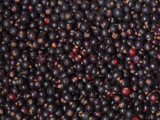 Fresh sweet blackcurrant background covered with tiny drops of water condensate. Ribes nigrum. Close-up blackcurrant texture, surface, top view. Ingathering