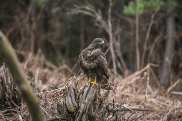 buzzard sits on a stump in an autumn forest