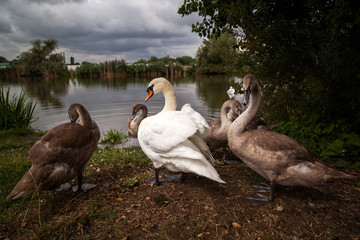 Swans on a lake