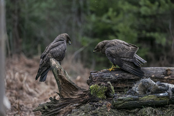 two buzzards sitting on a stump in an autumn forest