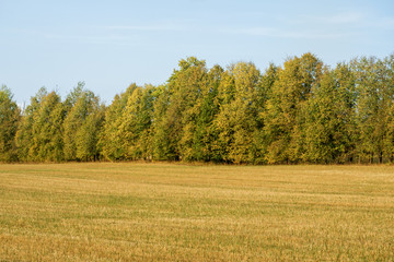 Fototapeta premium Autumn field with trees, sky with clouds. A clear and serene day.
