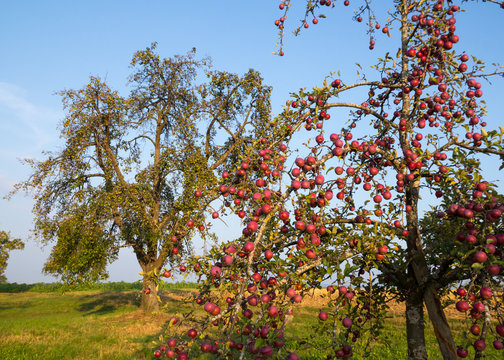 viele rote Äpfel am Baum auf einer Streuobstwiese