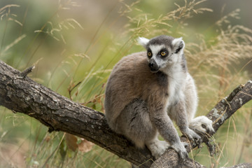 l&eacute;murien dans son &eacute;l&eacute;ment 