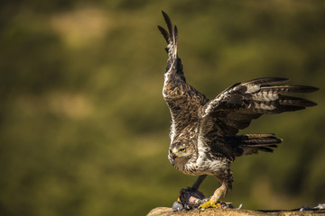 Bonelli Eagle (Auila fasciatus) male with prey