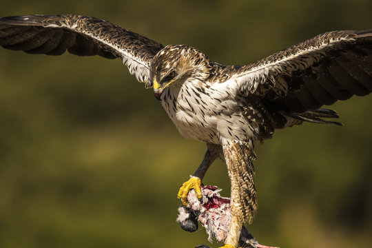 Bonelli Eagle (Auila fasciatus) male with prey
