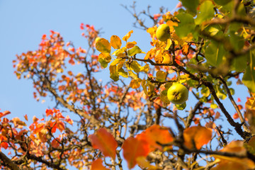 Mostbirne mit Früchten und einsetzender Herbstverfärbung auf einer Streuobstwiese