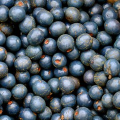 Macro view of shiny Asian blueberry fruits