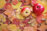 apples and autumn leaves with rain drops