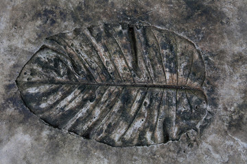 Leaves mold © peerawat444