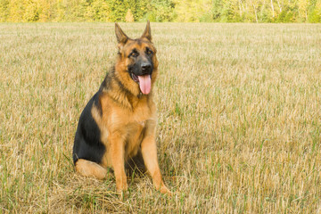 German shepherd resting and walking outdoors in a field.