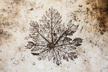 Leaves mold © peerawat444