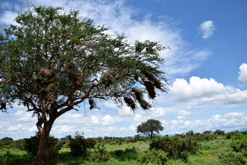 Vachellia tortilis tree and the intact nature at the African grassland