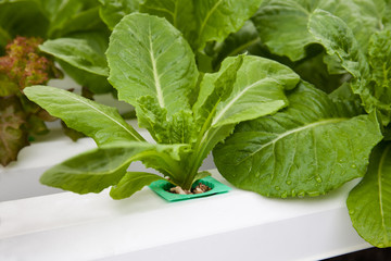 Vegetables hydroponic