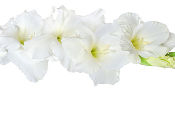 Single gentle white gladiolus flower with wavy edges of petals close up, isolated on a white background. Beautiful floral element of design
 - obrazy, fototapety, plakaty