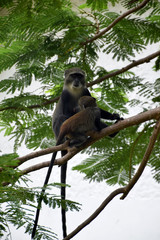 Young suckling Vervet monkey and female adult, on the tree