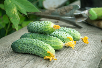 Freshly harvested pickling cucumbers on rustic dark wood from above.