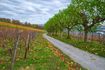 Fototapeta na wymiar Herbstlich gefärbter Weinberg bei bewölktem Himmel im Rheingau