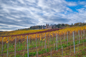 Fototapeta premium Herbstlich gefärbter Weinberg bei bewölktem Himmel im Rheingau