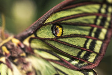 Graellsia isabelae, detail, butterfly, endagered