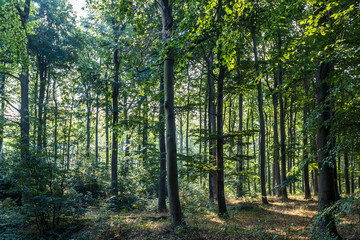 Obraz premium Wald bei Rostock