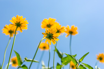 Spring background with beautiful yellow flowers. Thymophyllia,yellow flowers, natural summer background, blurred image, selective focus