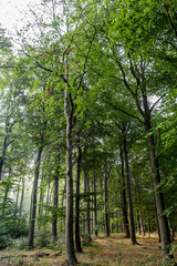 Obraz premium Wald bei Rostock