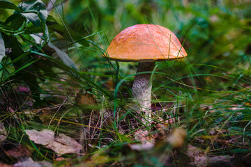 mushroom grows among the grass