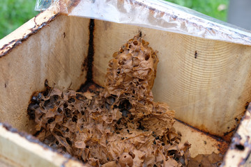 stingless honey bees beehive. trigona meliponini colonies rearing