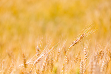 Summer field with golden wheat