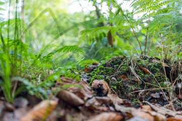 Wald bei Rostock