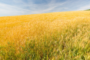 Agriculture landscape, fresh wheat field, ready to harvest