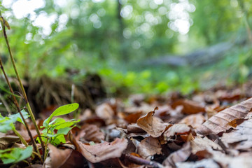 Wald bei Rostock