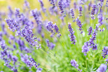 Summer flowers landscape, calming meadow and flowers field.