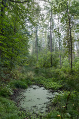 Obraz premium Wald bei Rostock