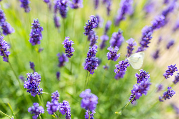 Summer flowers landscape, calming meadow and flowers field.