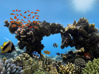 Underwater shoot of vivid coral reef with a fishes