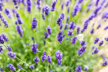 Summer flowers, lavender field and abstract flowers field